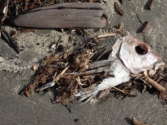 Nemadactylus macropterus