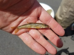 Catostomus catostomus