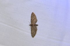Eupithecia columbiata