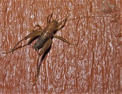 Pristoceuthophilus pacificus