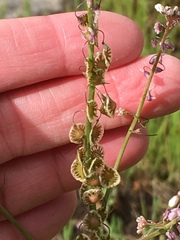 Thysanocarpus curvipes
