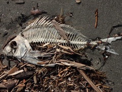 Nemadactylus macropterus