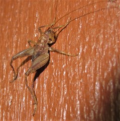 Pristoceuthophilus pacificus