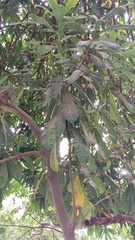 Magnoliopsida