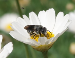 Stelis punctulatissima