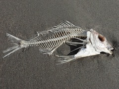 Nemadactylus macropterus