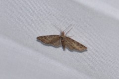 Eupithecia columbiata