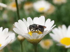 Stelis punctulatissima