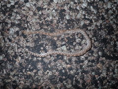 Pituophis catenifer