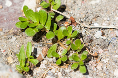 Portulaca oleracea