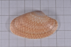 Paratapes textilis