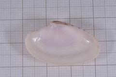 Paratapes textilis