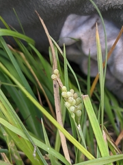 Carex aurea