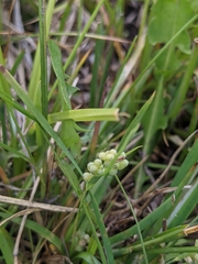 Carex aurea
