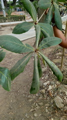 Terminalia catappa