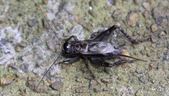 Loxoblemmus equestris