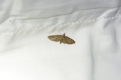 Eupithecia columbiata