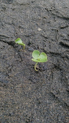 Magnoliopsida