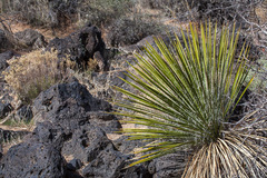 Yucca angustissima