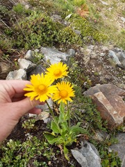 Doronicum clusii