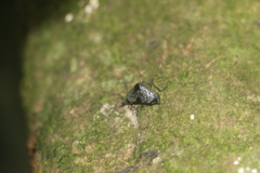Cypherotylus debauvei