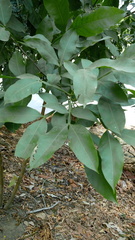 Magnoliopsida