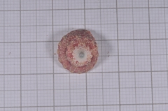 Trochus maculatus
