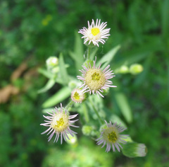Erigeron acris podolicus