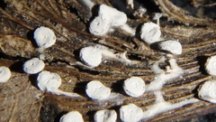 Didymium clavus