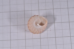 Trochus maculatus
