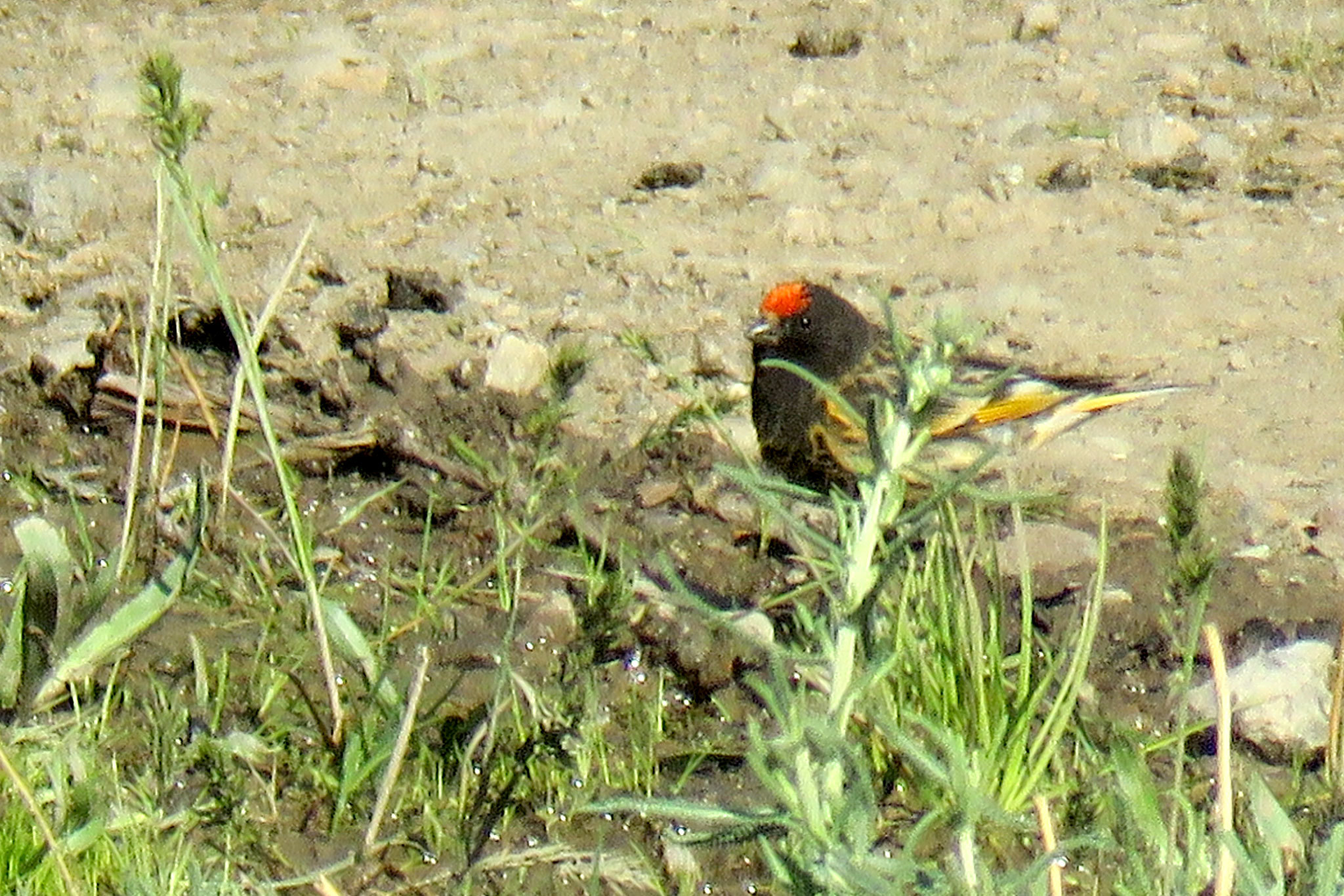 Red-fronted Serin