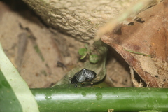 Cypherotylus debauvei