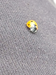 Coccinella septempunctata