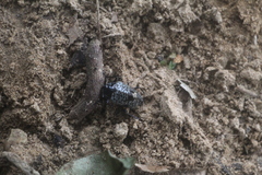 Cypherotylus debauvei