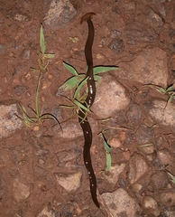 Diversibipalium indicum