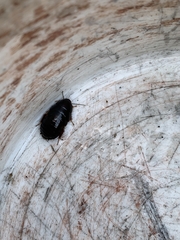 Pycnoscelus surinamensis