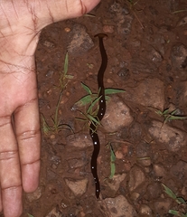 Diversibipalium indicum
