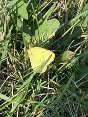 Colias philodice