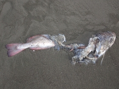 Pseudophycis bachus