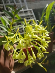Epidendrum umbelliferum