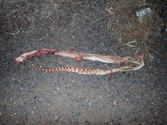 Pituophis catenifer