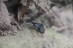 Cypherotylus debauvei