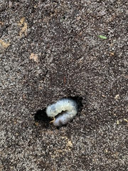 Scarabaeidae