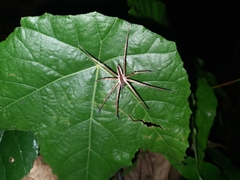 Heteropoda ocyalina