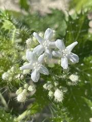Cnidoscolus maculatus