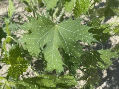 Cnidoscolus maculatus