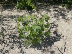 Cnidoscolus maculatus