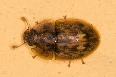 Lobiopa insularis