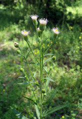 Erigeron acris podolicus