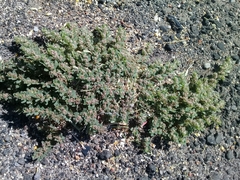 Euphorbia velleriflora